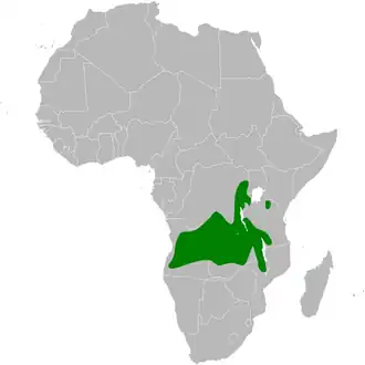 Witstaartkuifvliegenvanger