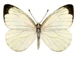 Elodina parthia