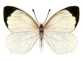 Elodina perdita