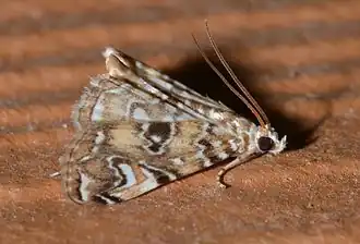 Elophila gyralis