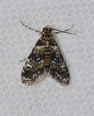 Elophila obliteralis