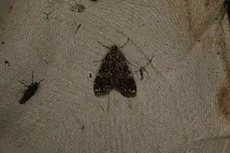 Nymphula responsalis