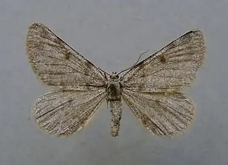 Elophos caelibaria