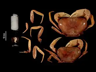 Elsalvadoria zurstrasseni