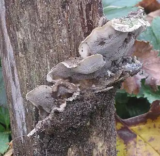 Elfenbankje op wilgenstok