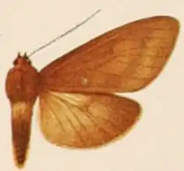 Elysius castanea