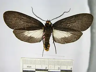 Elysius chimaera