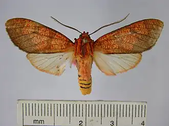Elysius conjunctus
