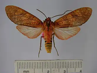 Elysius conspersus