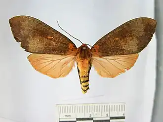 Elysius pretiosa