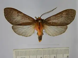 Elysius rubicundus