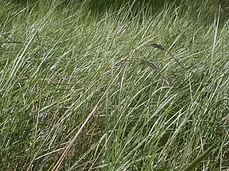 Zeekweek-associatie met zeekweek