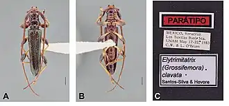 Elytrimitatrix clavata