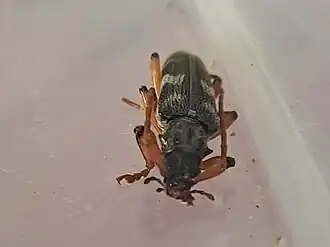 Elytrimitatrix geniculata