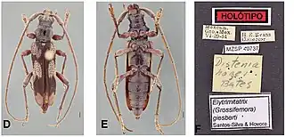 Elytrimitatrix giesberti