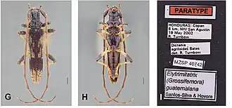 Elytrimitatrix guatemalana