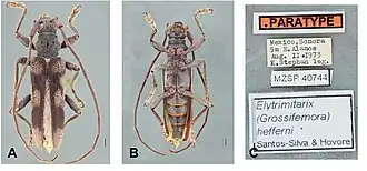 Elytrimitatrix hefferni