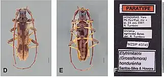 Elytrimitatrix hondurenha