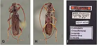 Elytrimitatrix incognita