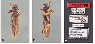 Elytrimitatrix pseudovittata