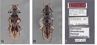 Elytrimitatrix sharonae