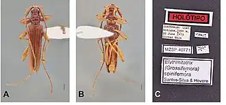 Elytrimitatrix spinifemora