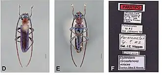 Elytrimitatrix violacea