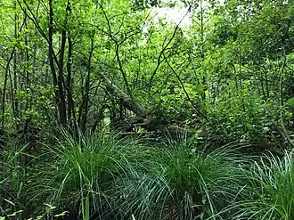 Elzenbroek van het Alnion glutinosae