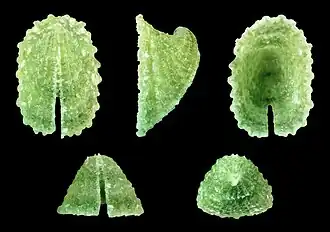 Emarginula costulata