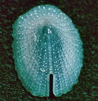 Emarginula solidula