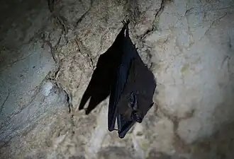 Emballonura monticola