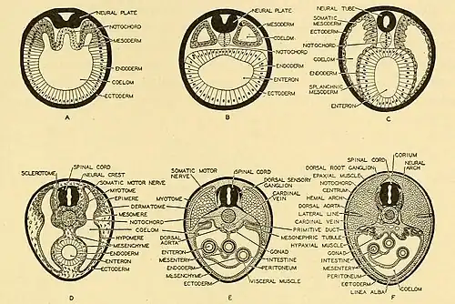 Embryogenese en ontogenese bij gewervelden