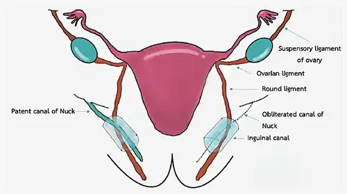 Gang van Nuck in de vierde maand vanaf laatste menstruatie. Gang van Nuck wordt afgebroken.