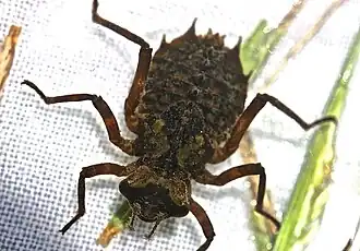 Neurocordulia obsoleta