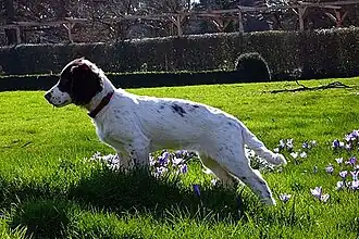 Engelse springerspaniël