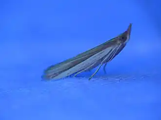 Emmalocera latilimbella