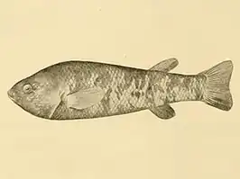 Empetrichthys merriami