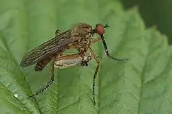 Empis livida met prooi