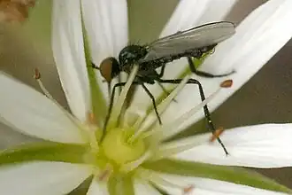 Empis planetica