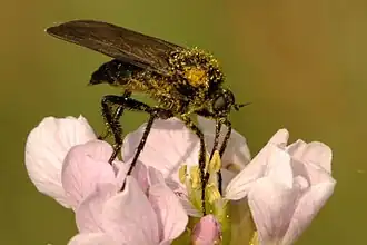 Empis tanysphyra