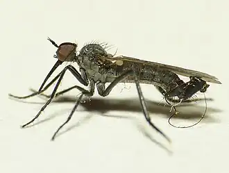 Empis acinerea
