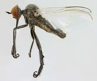 Empis chioptera