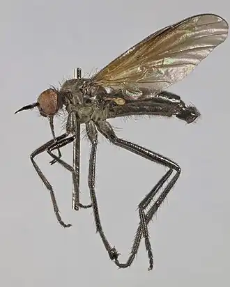 Empis verralli