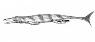 Enaliosuchus