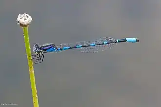 Enallagma minusculum