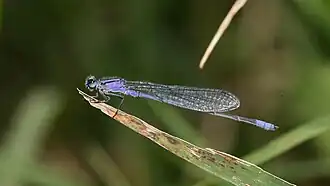 Enallagma semicirculare