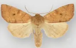 Enargia infumata