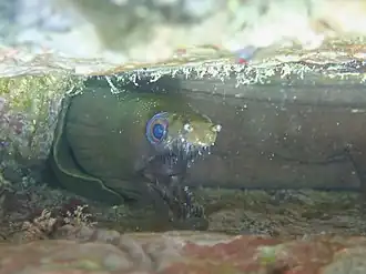 Enchelycore octaviana