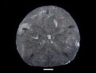 Encope micropora