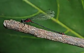 Megalagrion pacificum